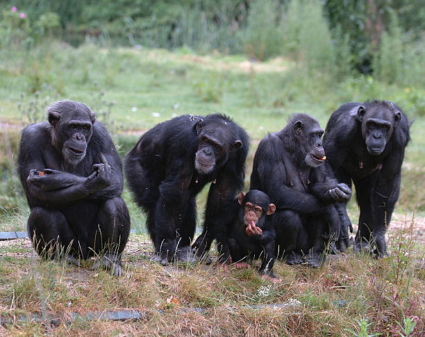 four-adult-chimpanzees-and-one-baby-chimpanzee-in-the-grass-picture-id92262439