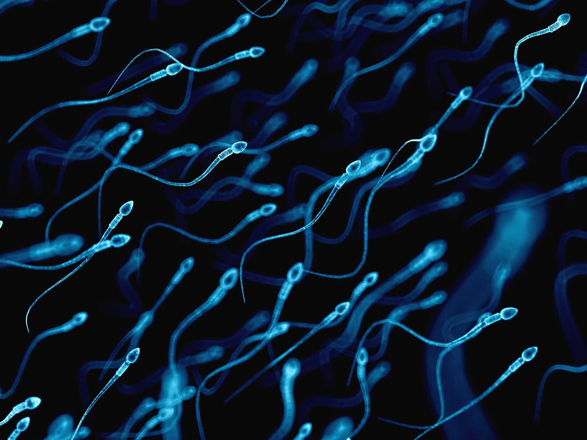 sperm-1.jpg