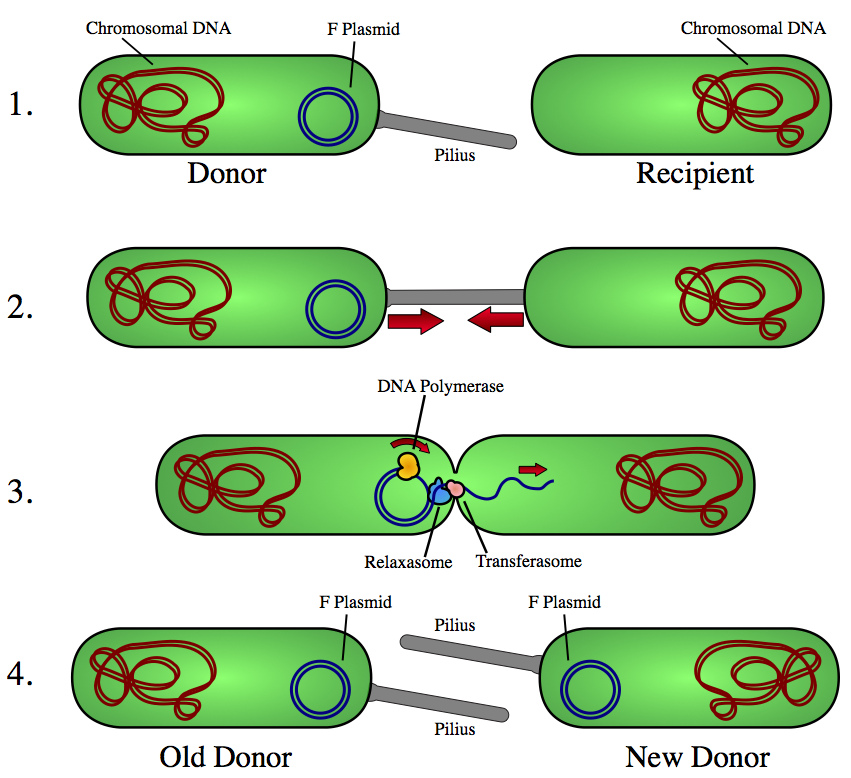 BacterialConjugation1.jpg