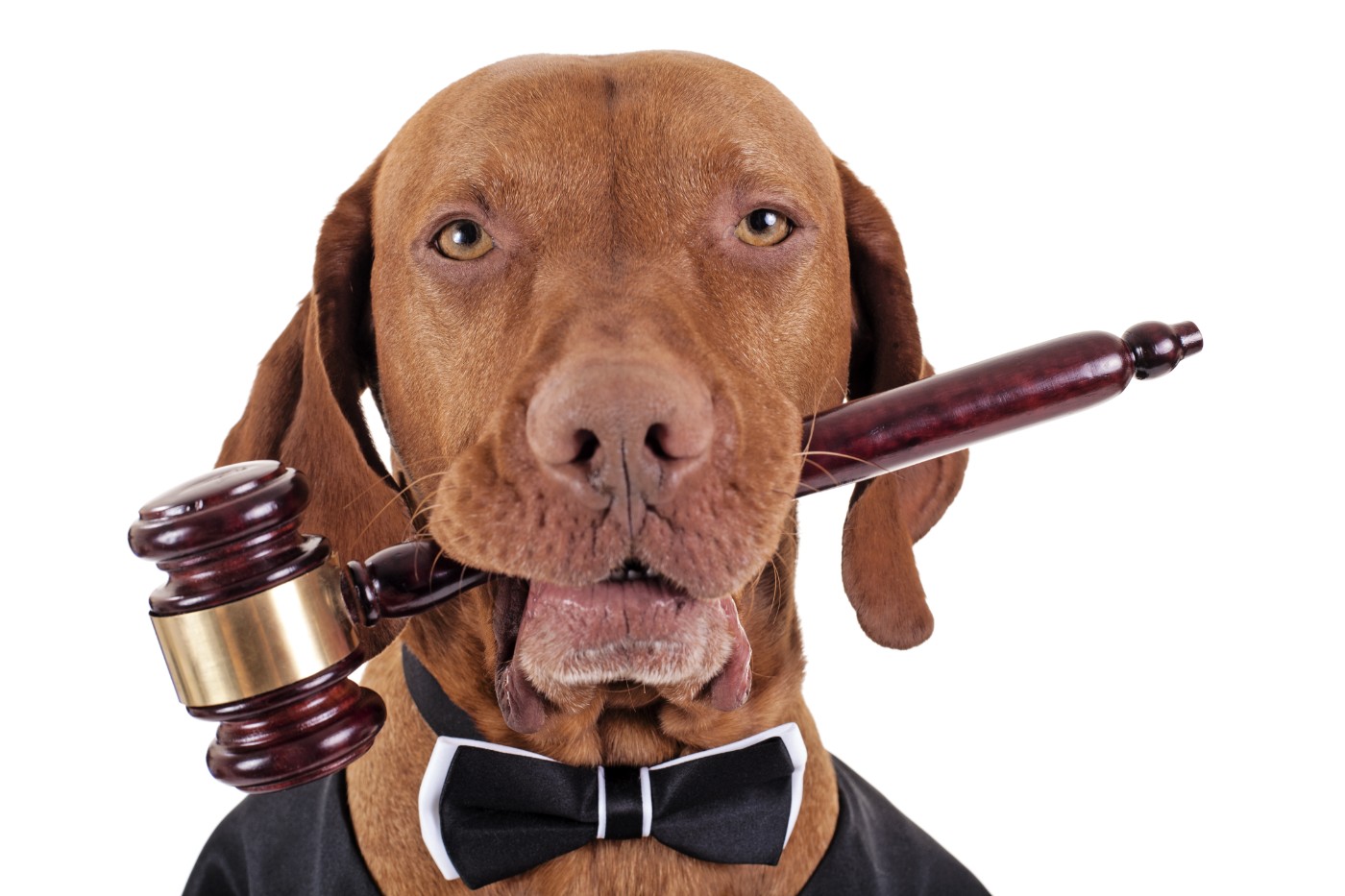 Dog-judge.jpg