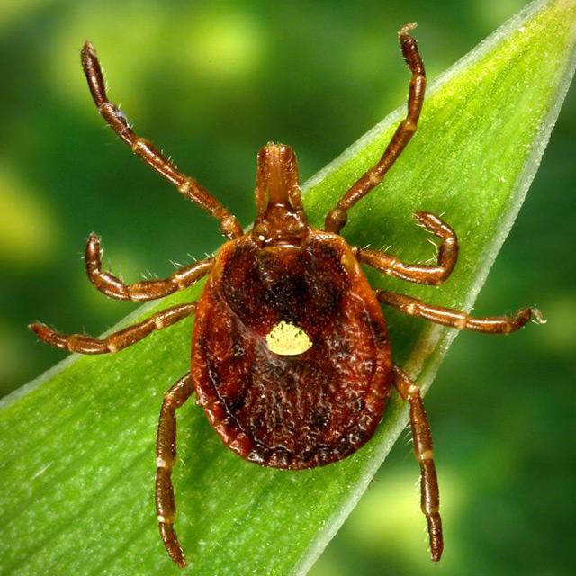 Checking for ticks | US Forest Service
