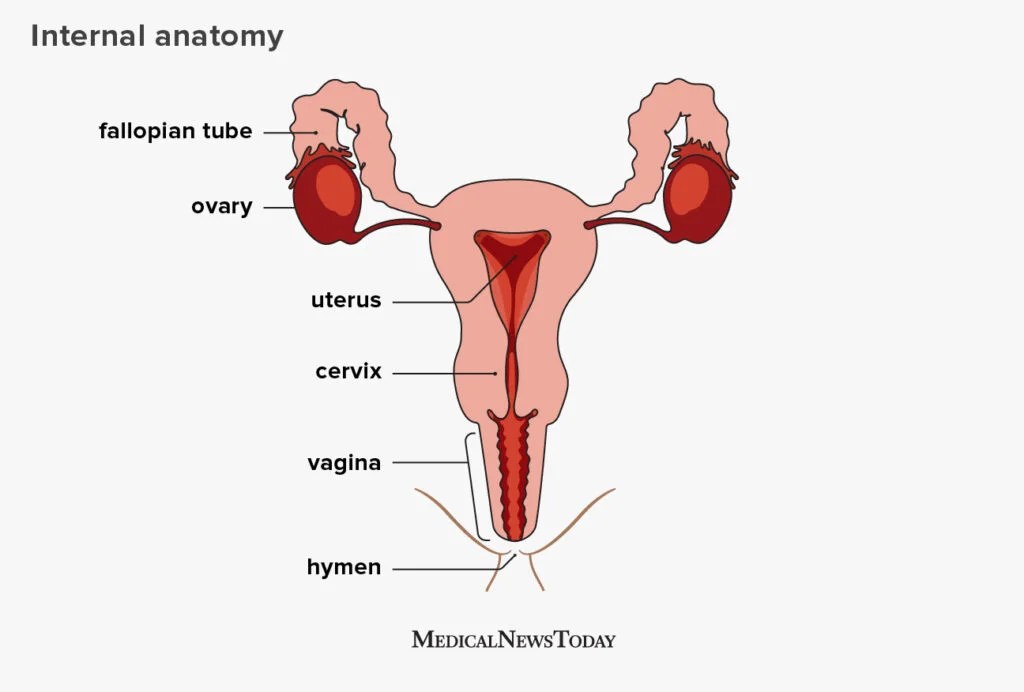 158819-female-anatomy-uterus-1296x728-body-1024x692.jpg