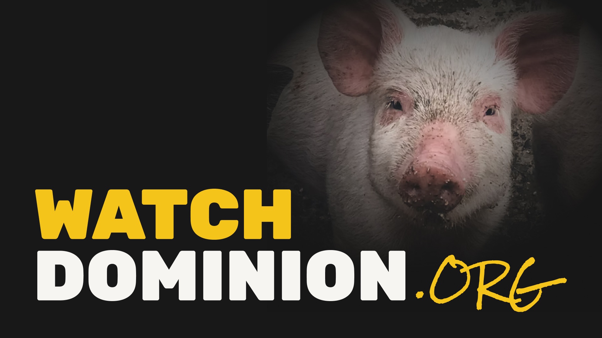 watchdominion.org