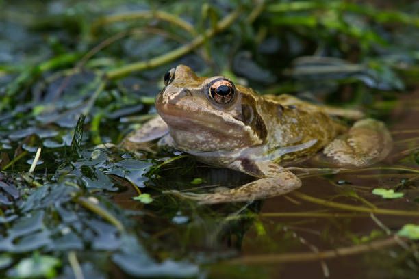 Common Frog (Rana temporaria) Common Frog in pond weed common frog stock pictures, royalty-free photos & images