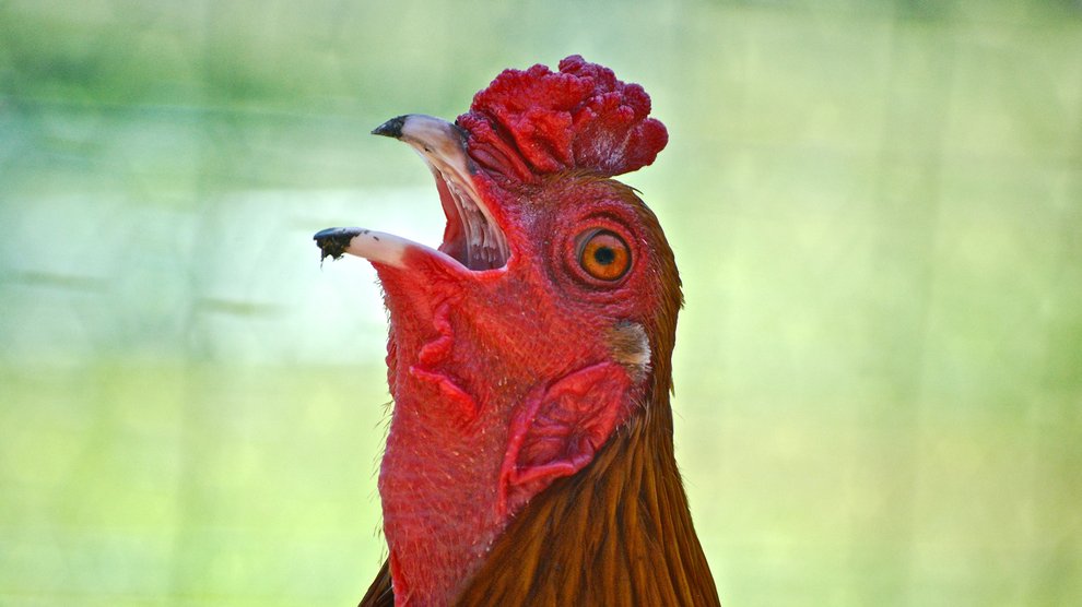 rooster-crowing_2048x1152.width-990_DCImTSd.jpg