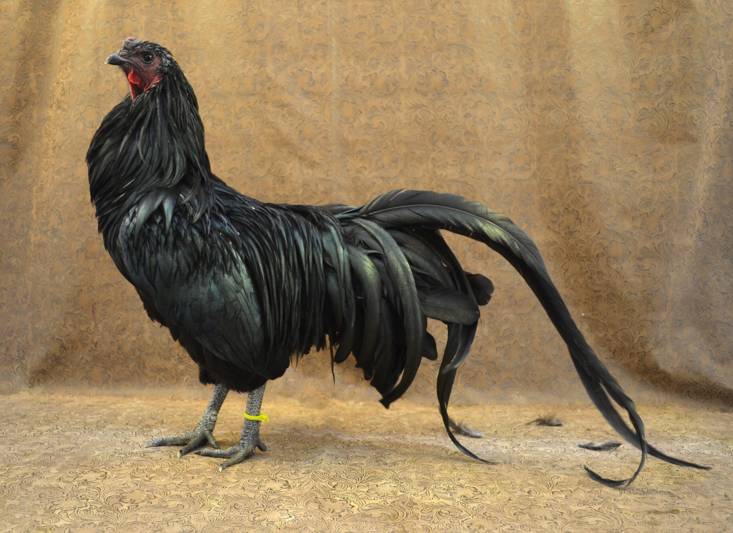 Sumatra Chicken - The Livestock Conservancy