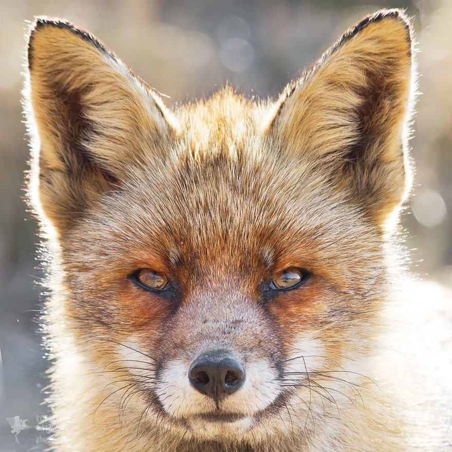 fox-faces-roeselien-raimond-older.jpg