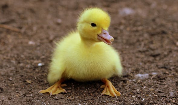 duckling-birds-yellow-fluffy-162140.jpeg