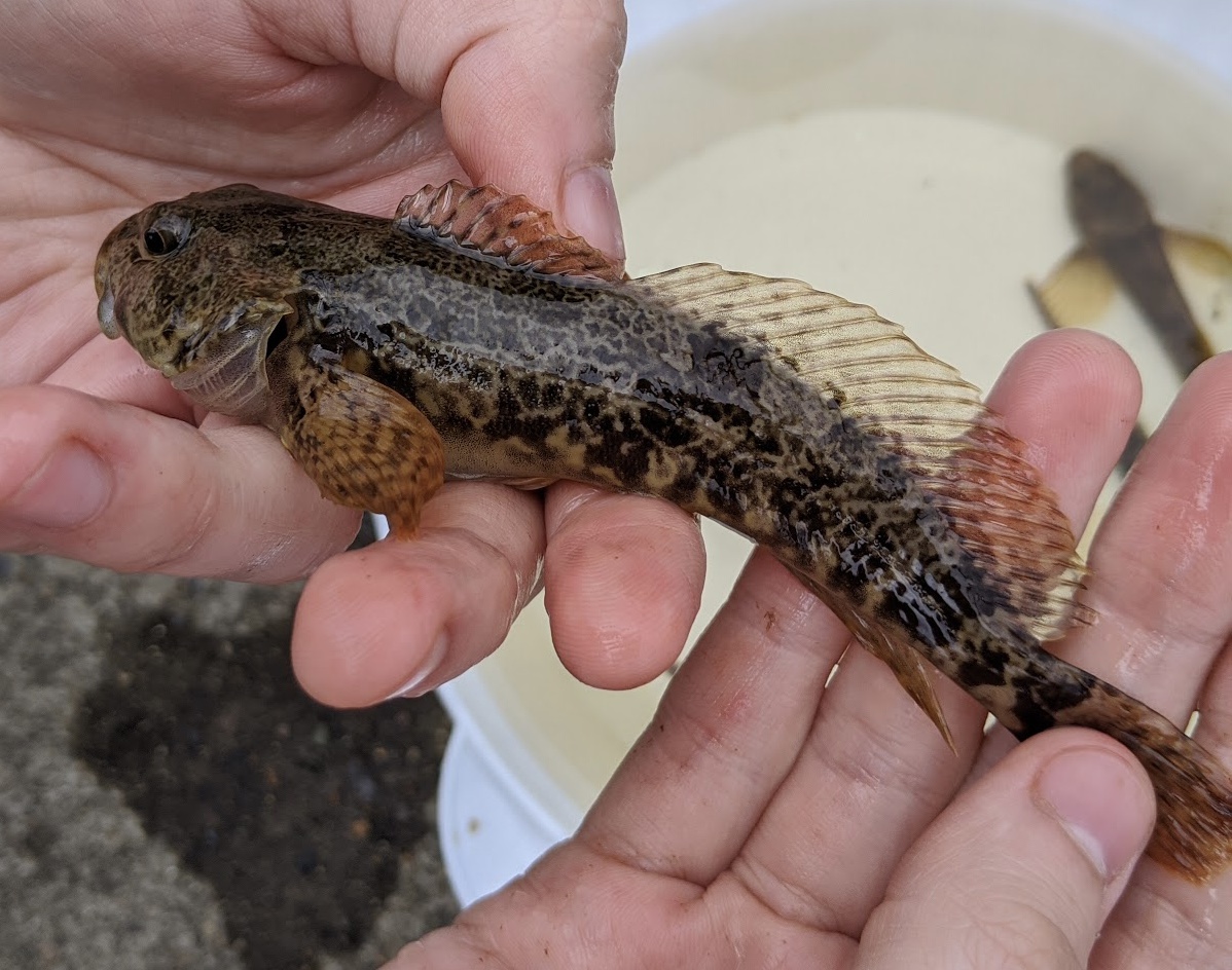 https://upload.wikimedia.org/wikipedia/commons/6/6c/Cottus_asper_sculpin.jpg