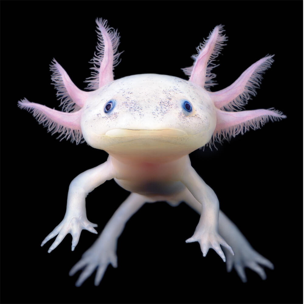axolotl_WWsummer2021.jpg
