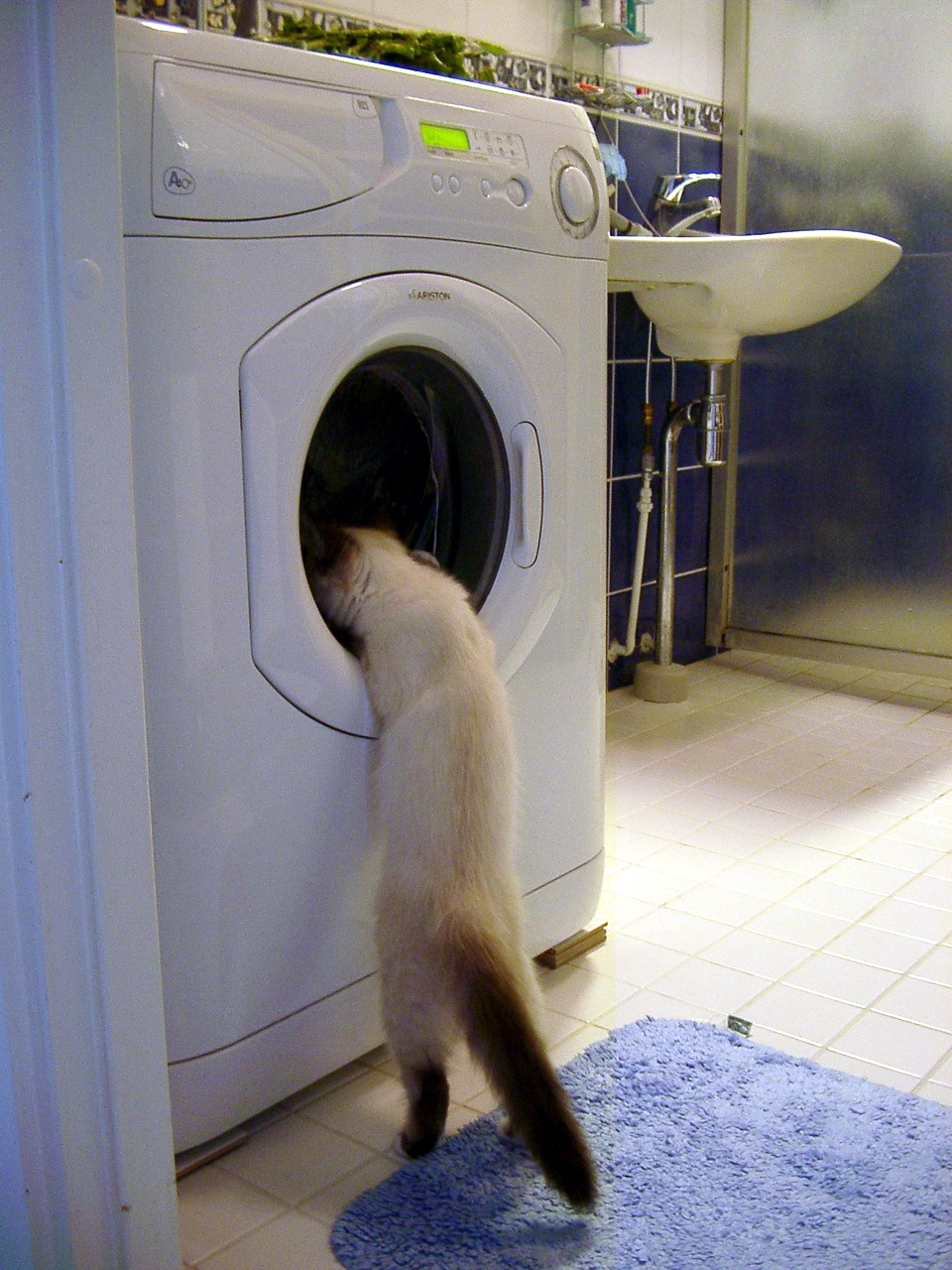Cat_investigates_washing_machine_2003-07-03.png