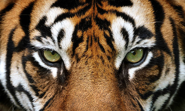 Eyes Of The Tiger Stockfoto en meer beelden van Tijger - Tijger, Tijgeroog,  Dier - iStock