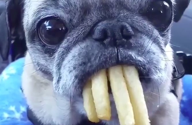 puggers.jpg