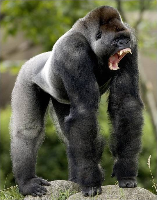 silverback-screaming.jpg