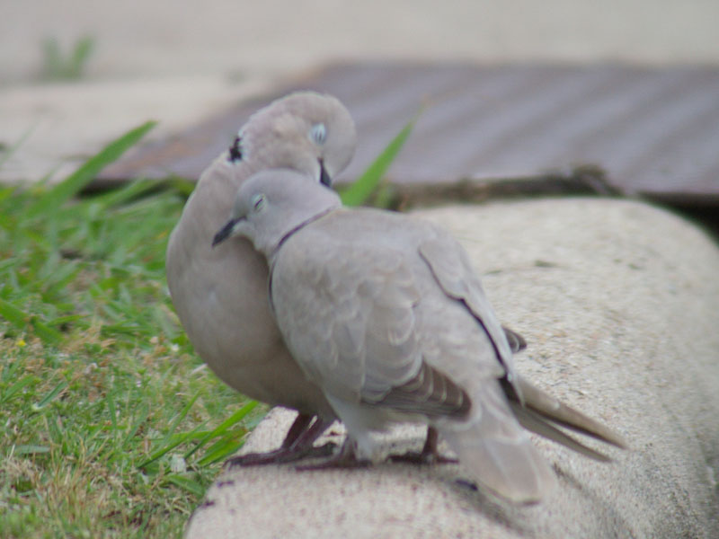 eurasiancollareddove-pairbond-005.jpg