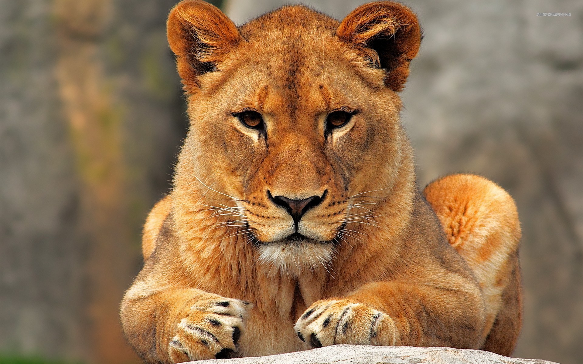 lioness-wallpaper-2.jpg