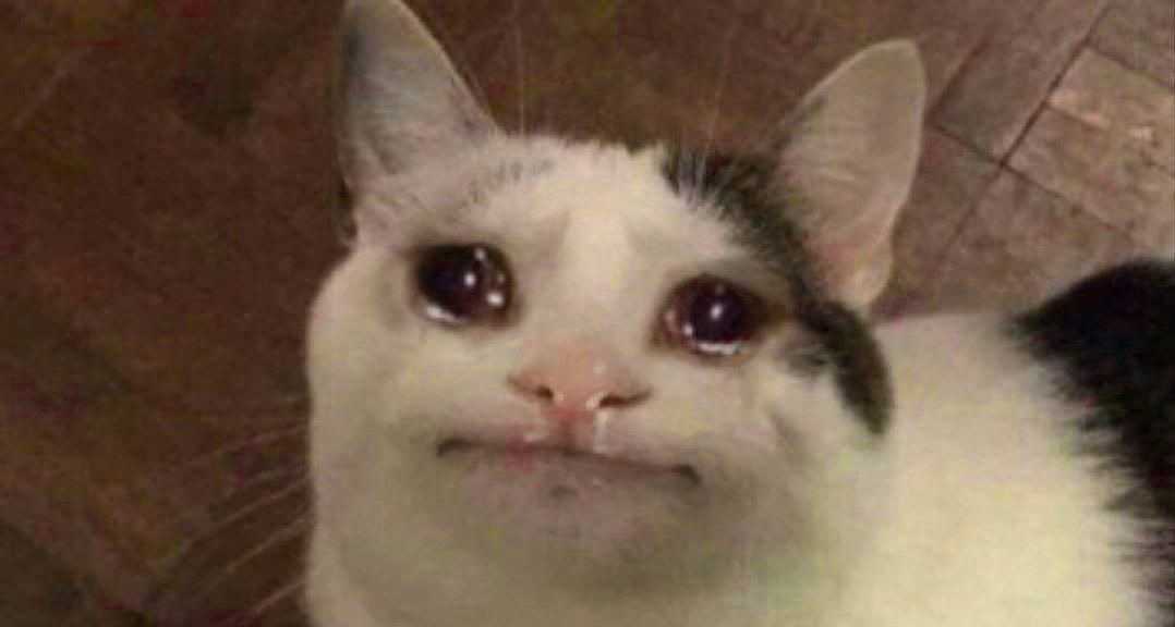 crying-cat-meme-idlememe-5.jpg
