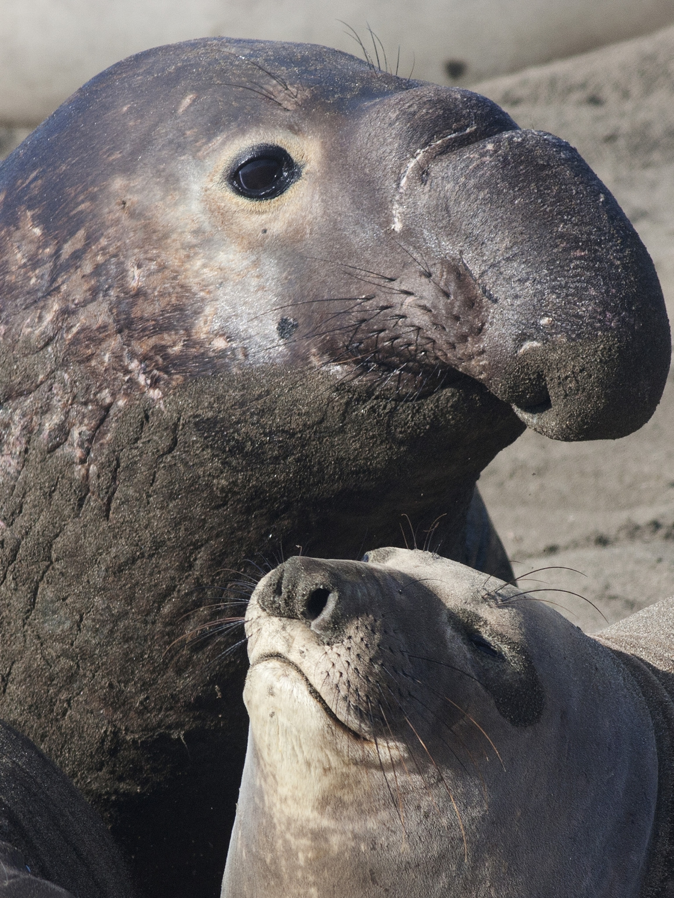 elephant-seals_thumb_3x4.jpg