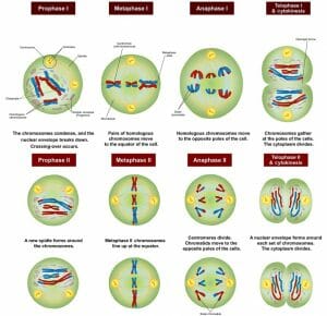 biologydictionary.net