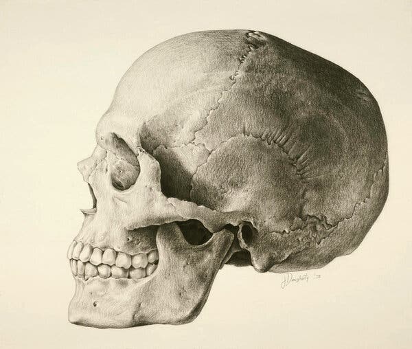 Forensic anthropologists have relied on features of face and skull bones, known as morphoscopic traits, such as the post-bregmatic depression — a dip on the top of the skull — to estimate ancestry.
