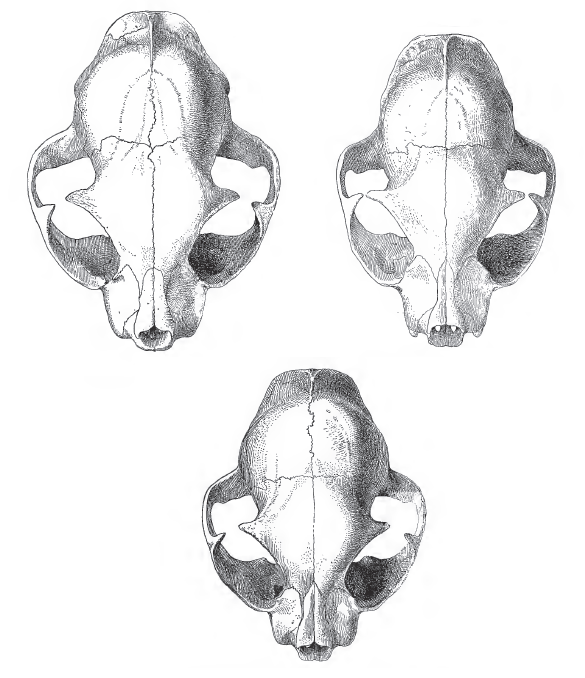 Wild-domestic-hybrid_cat_skulls.png