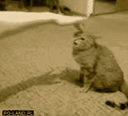 tumblr_lss4hoSI781qg6vago1_400.gif