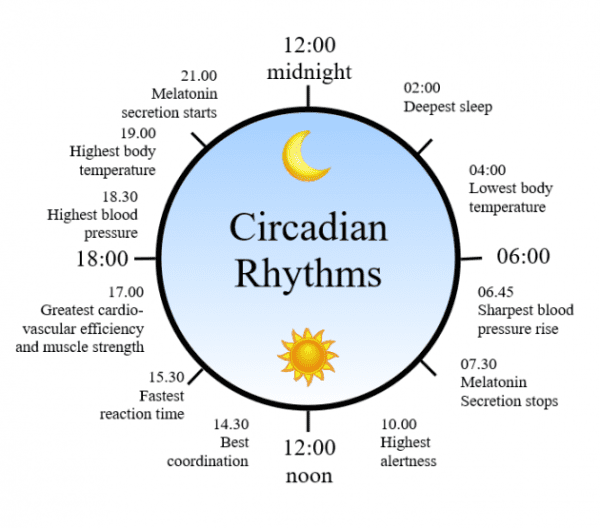 1462983035_circadian-rhythm-clock-600x528_grande-png.378431
