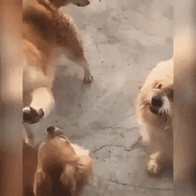 uz51o5kyjmn51.gif