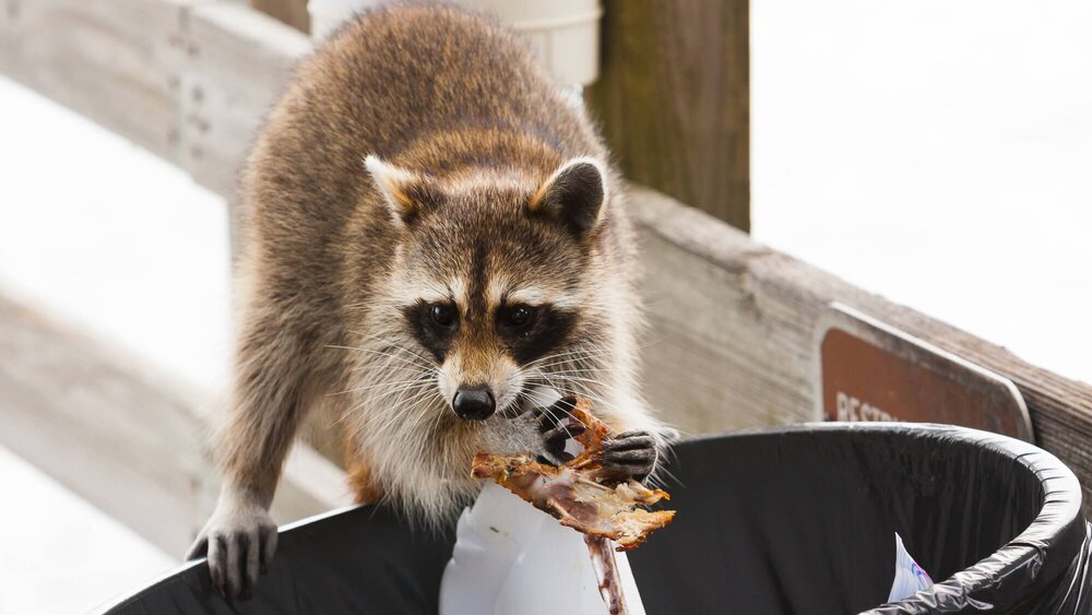 raccoon-eating-trash.jpg