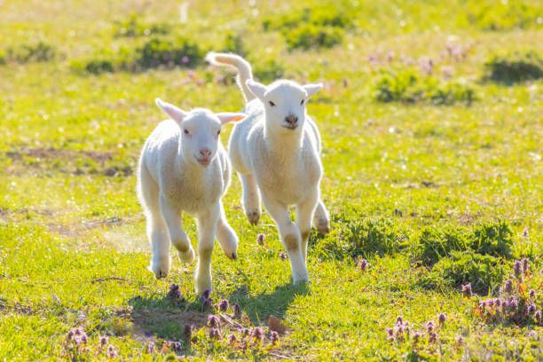 A pair of cute lambs running on fresh spring pasture farming, animals, spring happy lamb stock pictures, royalty-free photos & images