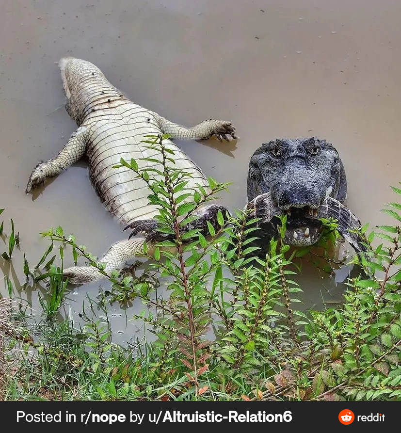 r/TerrifyingAsFuck - the look on his face is more terrifying than the croc dead besides him