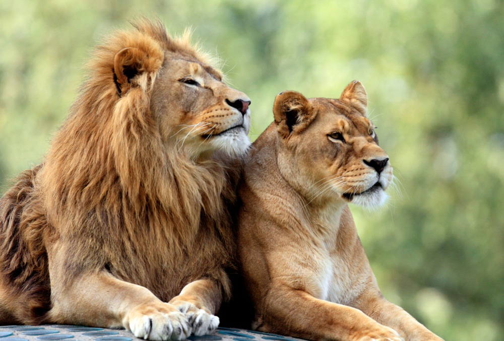 Lions: The Uniquely Social 'King of the Jungle' | Live Science'King of the Jungle' | Live Science