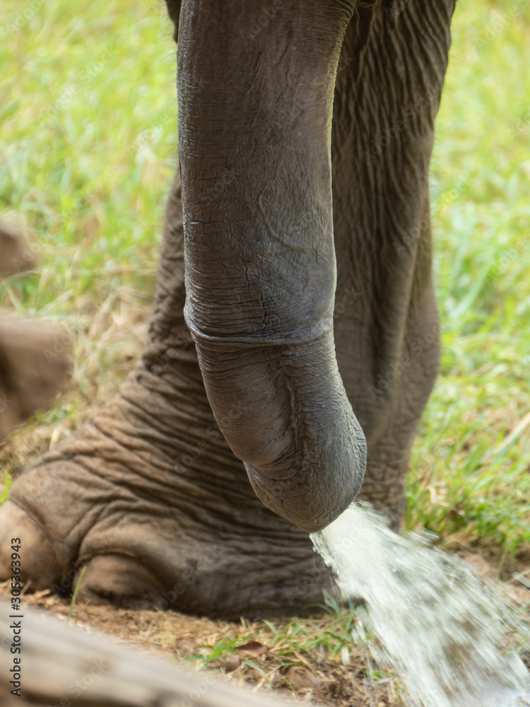 Asian elephant penis Stock Photo | Adobe Stock