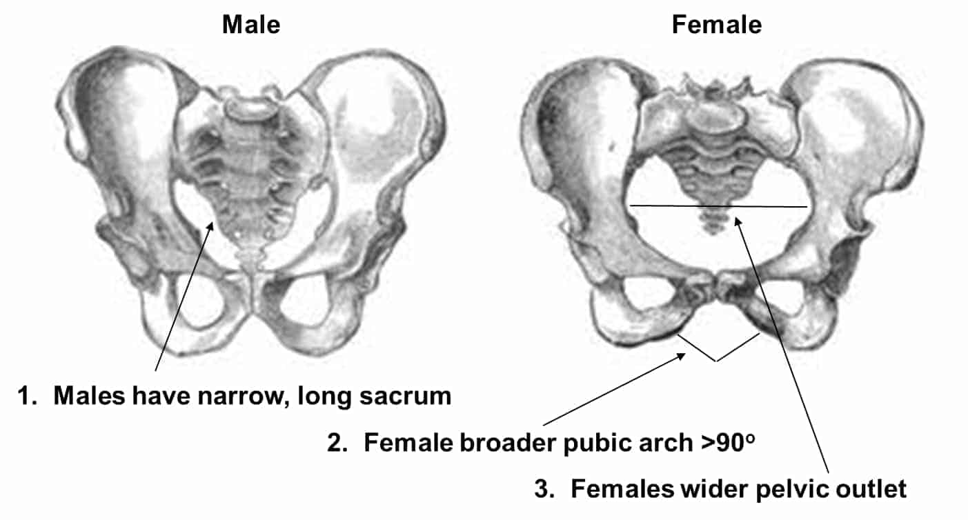 male-and-female-pelvis.jpg