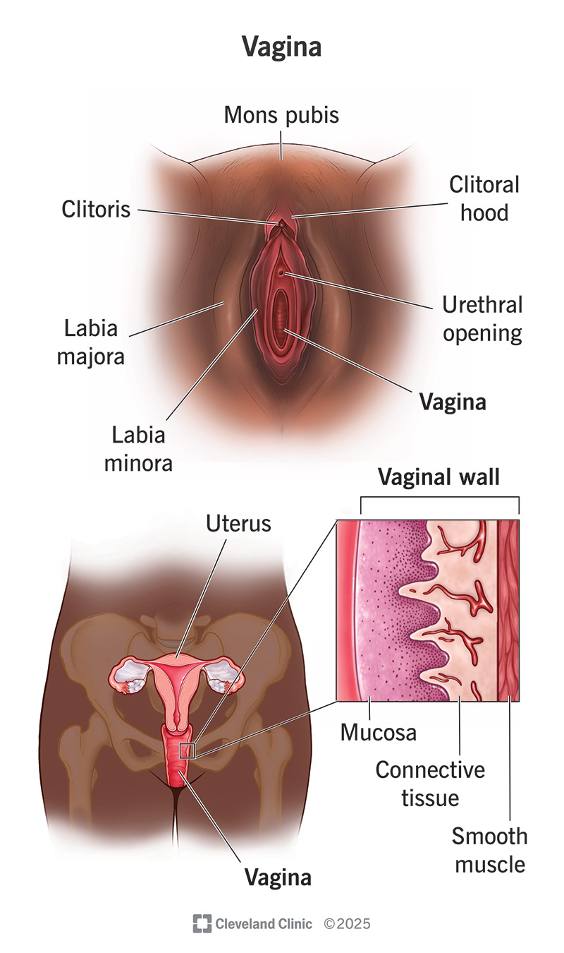 22469-vagina