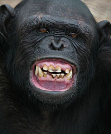 Spark Blog: The Science Behind Why Chimps Are Not Pets | The Human ...