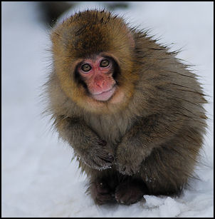 Image result for weak snow monkey