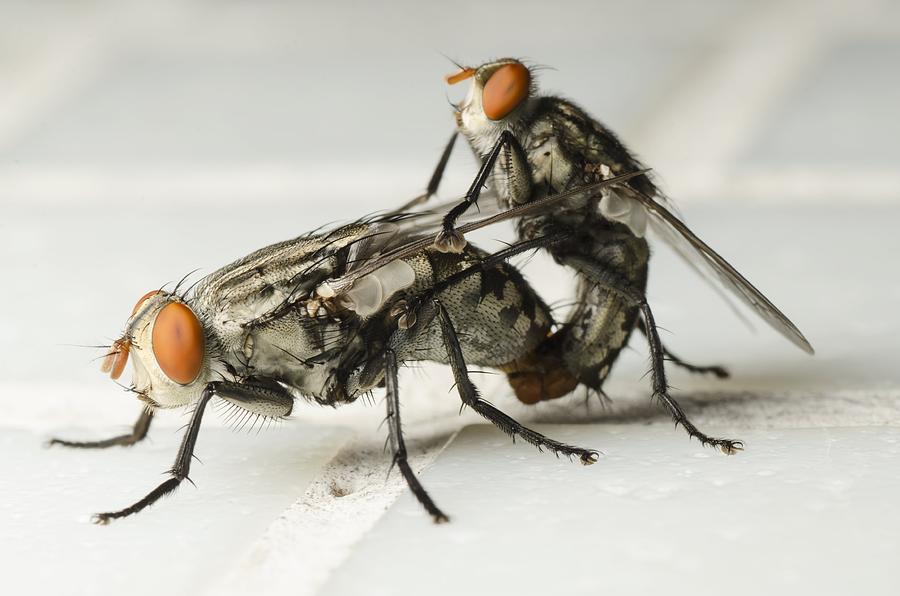 2-horse-flies-mating-science-photo-library.jpg