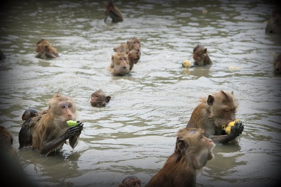 the-swimming-monkeys.jpg