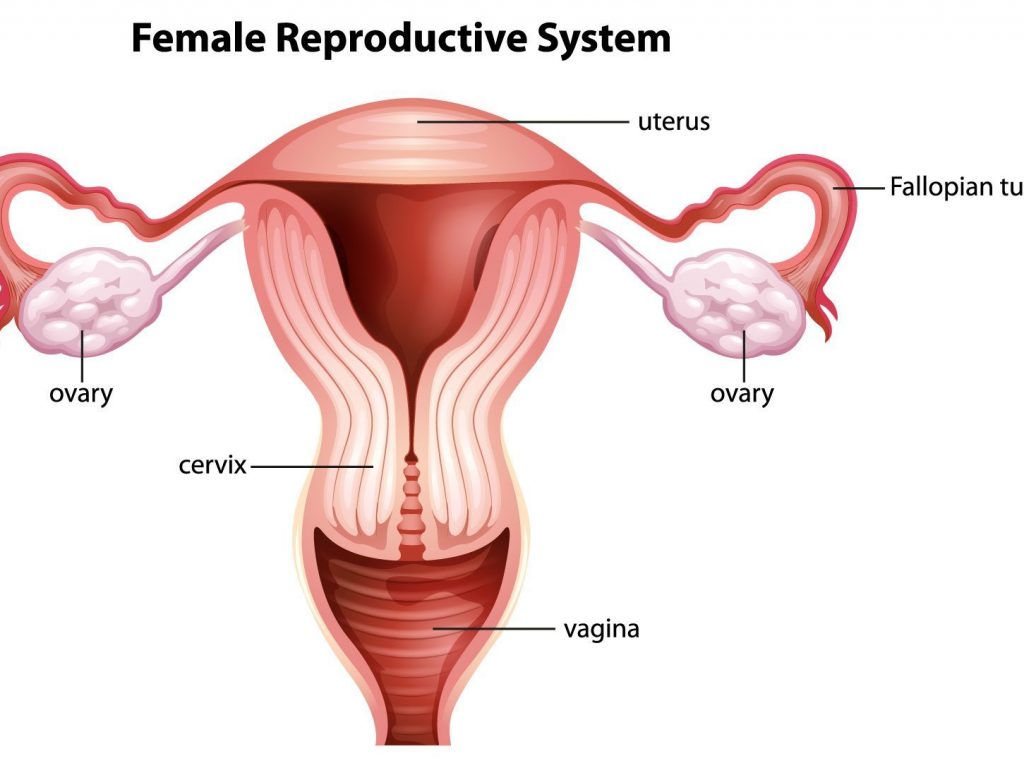 womb-and-fallopian-tubes-1024x768.jpg