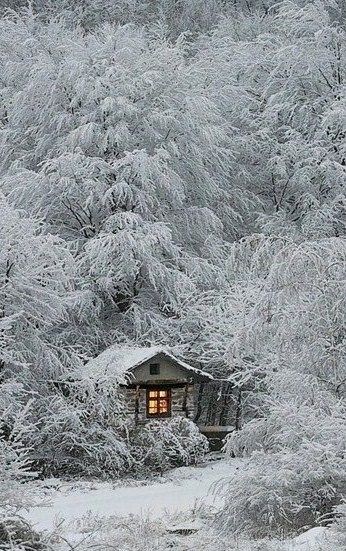 Image result for siberian forest winter