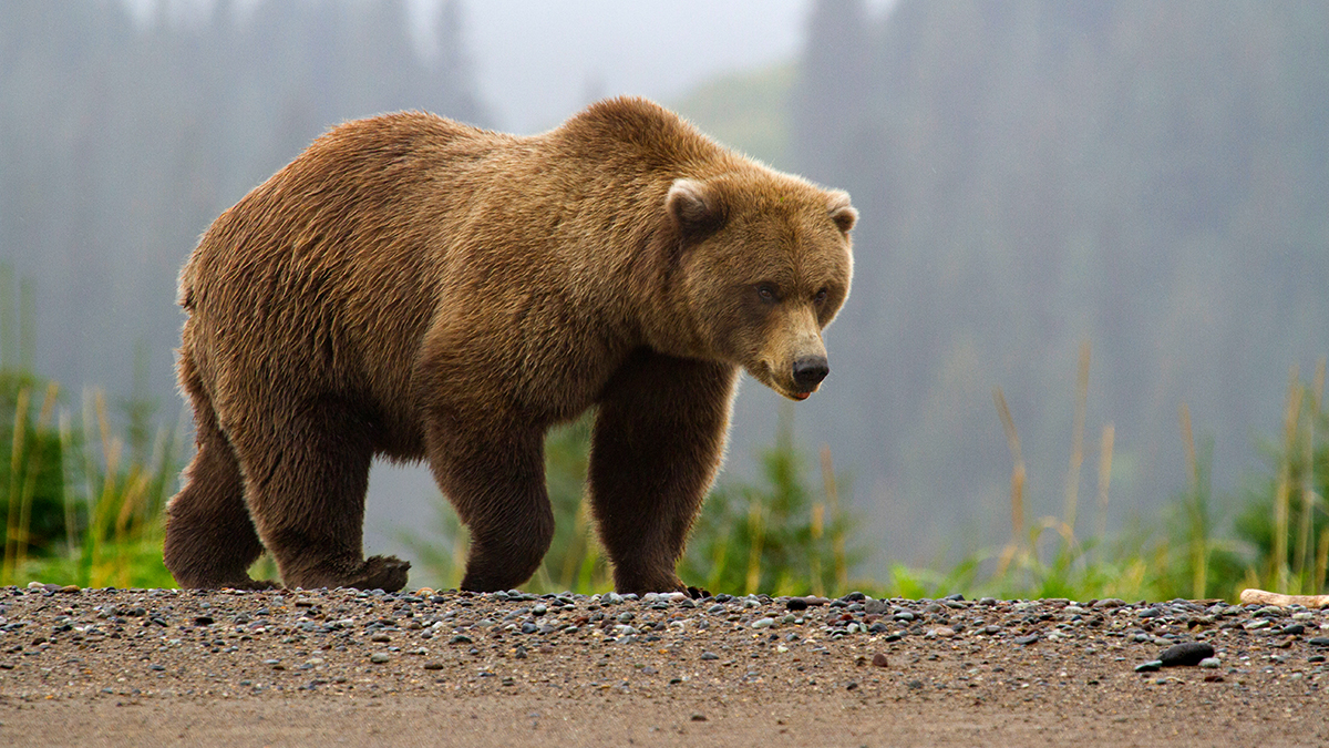 https://www.nps.gov/lacl/learn/nature/images/Image-w-cred-cap_-1200w-_-Brown-Bear-page_-brown-bear-in-fog_2.jpg