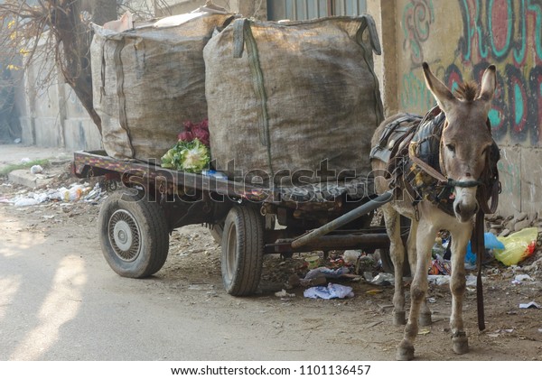 garbage-collection-cart-cairo-egypt-600w-1101136457.jpg