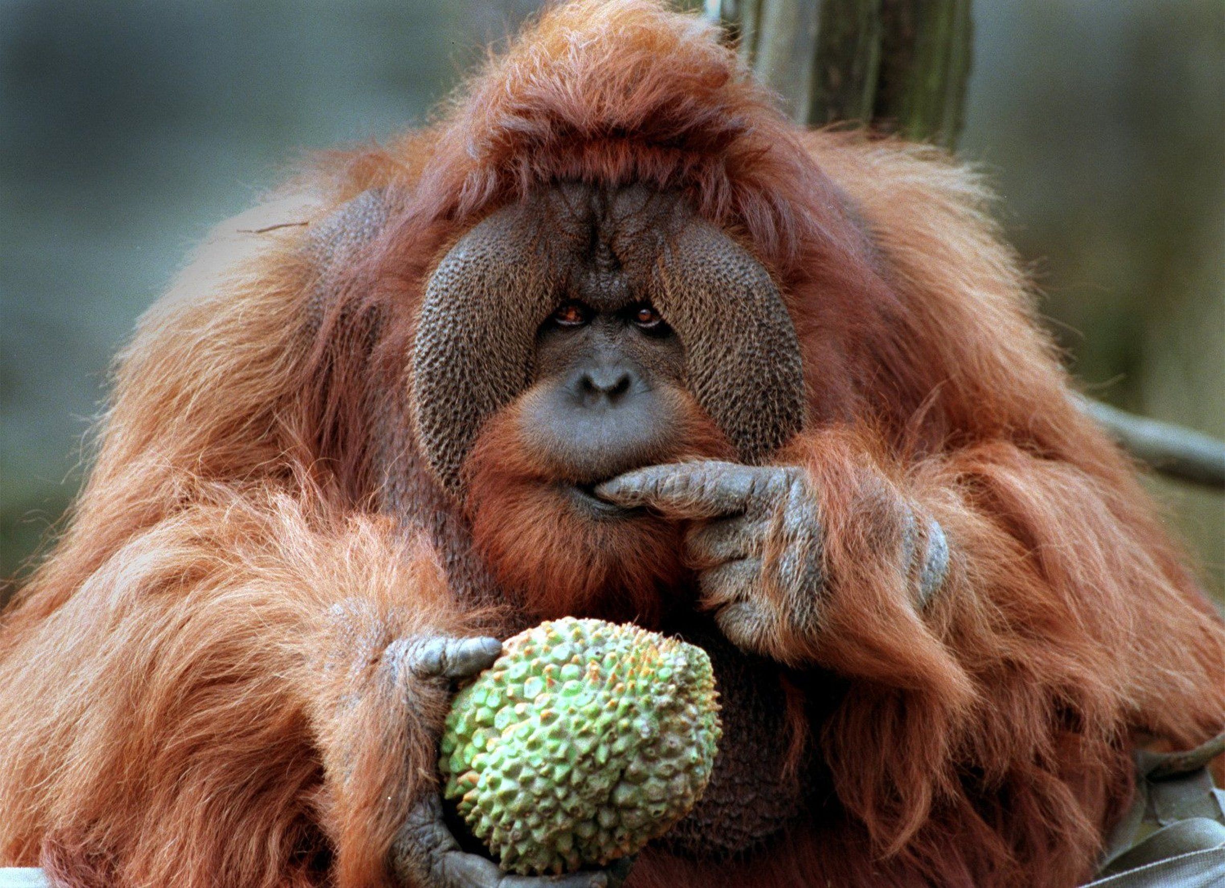 03242016-TowanOrangutan.jpg