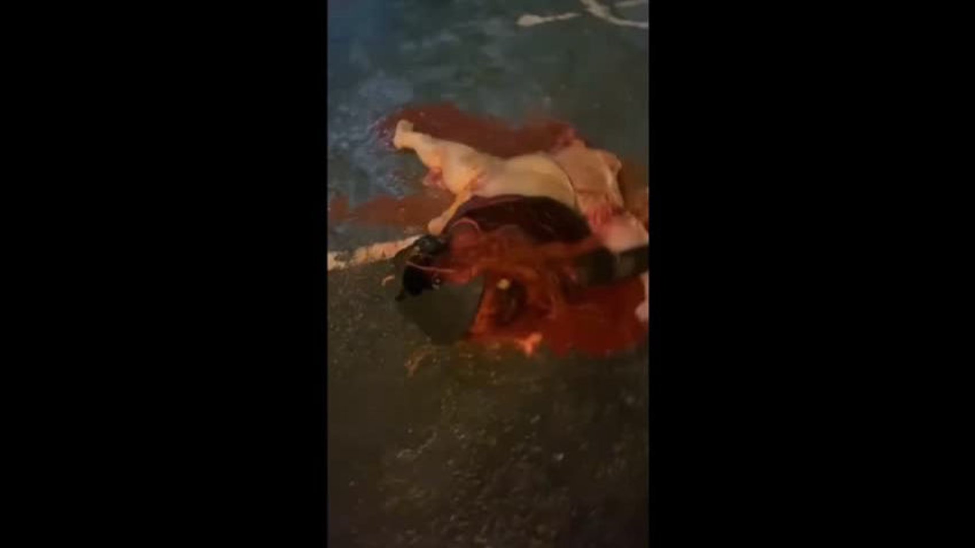 bestgore.fun