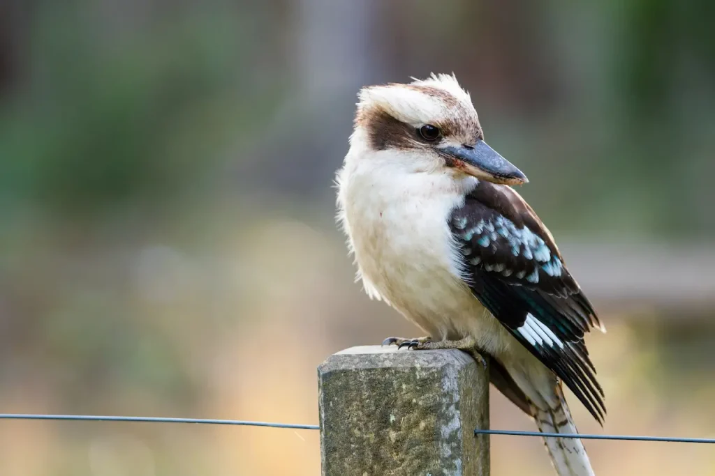 Kookaburras-1280x854-1-1024x683.webp