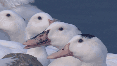 O57PXVc.gif
