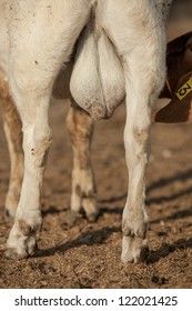 large-goat-testicles-260nw-122021425.jpg