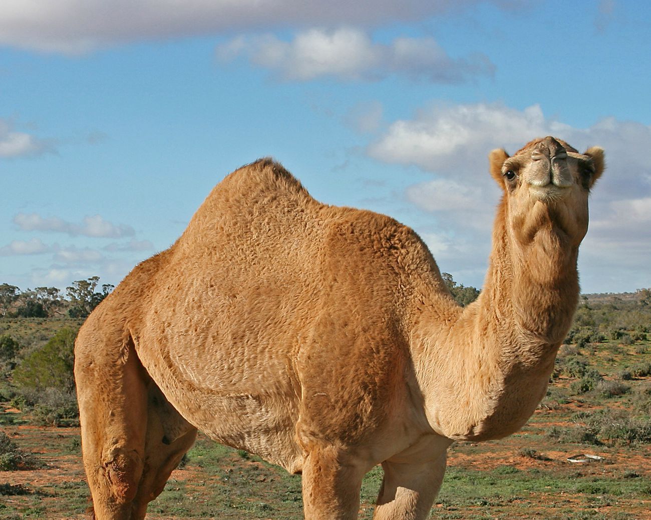 camel-1440586209.jpg