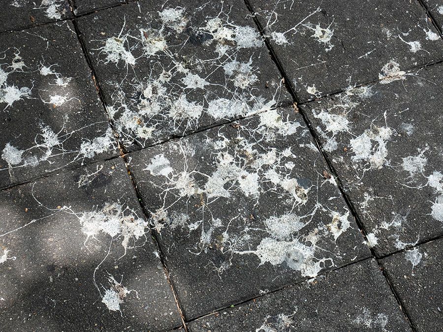 Why Is Bird Poop White? | Britannica